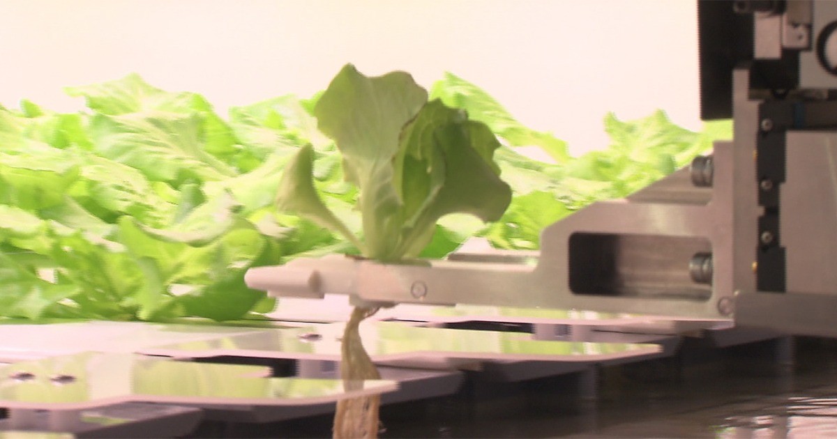 7-11 「自動化蔬菜工廠」　機器手臂播種、LED 燈取代日光日產 3 噸